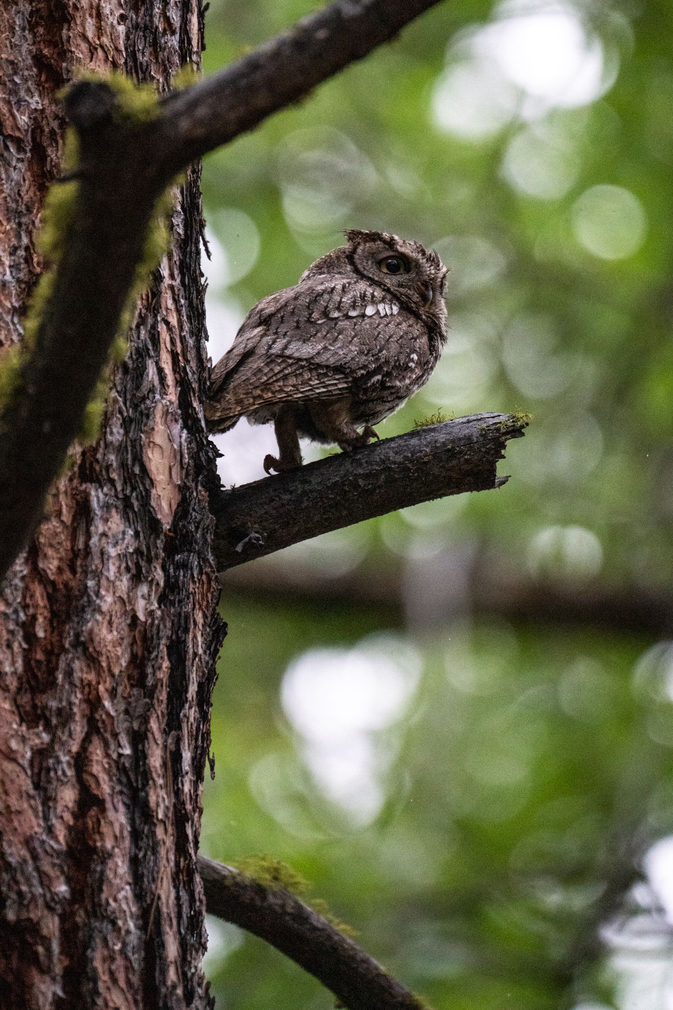 A small owl is perched on a tree branch.