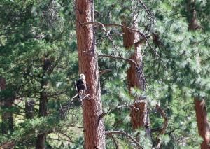 A bald eagle is perched on a tree branch in the woods.