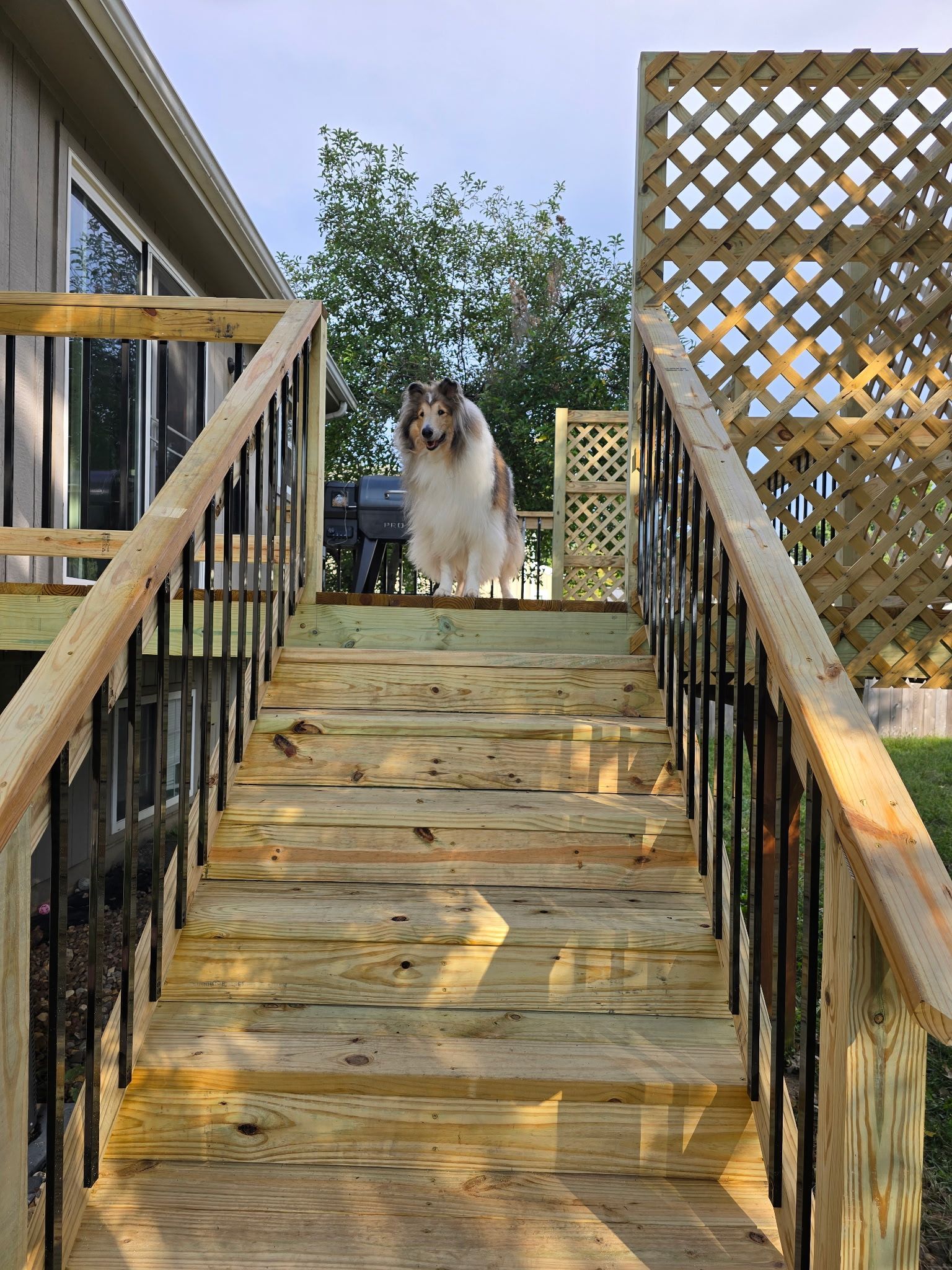 Collie stands on wooden deck stairs, looking toward the camera. Railings frame the stairs.