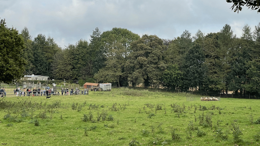 Jess the sheep dog doing her thing. Rounding up the sheep beautifully. Jess the sheep dog doing her thing. Rounding up the sheep beautifully.