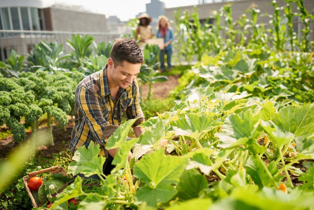 A Man is Picking Vegetables in a Garden on a Rooftop — Corrado & Frank Distributors in Mittagong, NSW