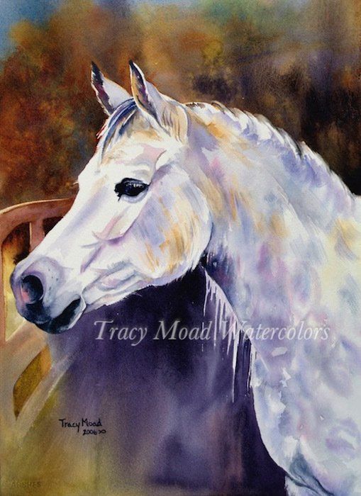 White horse with soft sunlight on its face, looking left, in front of a blurred background.