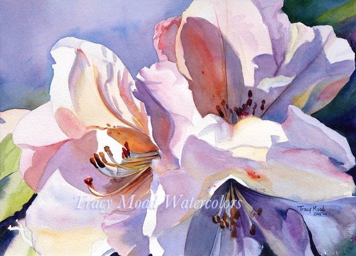 Two light pink rhododendron blossoms with sunny highlights against a blue-green background.