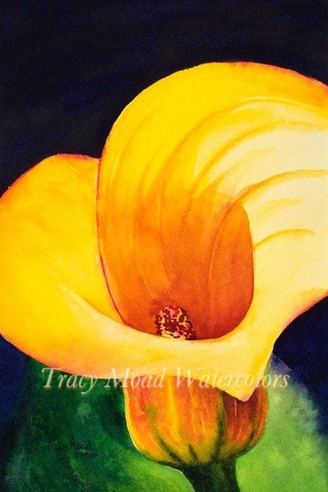 Yellow and orange calla lily watercolor against a dark blue backdrop.