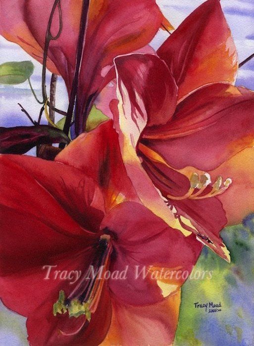 Close-up watercolor of vibrant red Amaryllis flowers with yellow and green accents, against a blue and green background.