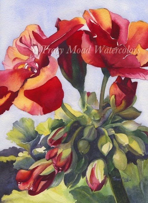 Watercolor painting of vibrant red and orange geranium flowers with green buds and leaves.