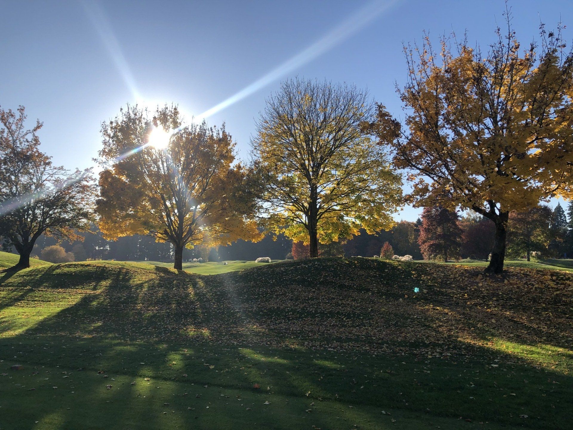 Sun shining through autumn trees on a grassy hill; sunlight creating shadows.