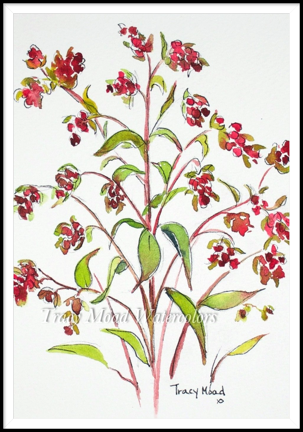 Watercolor of red flowers on a green-stemmed plant, with green leaves, against a white background.