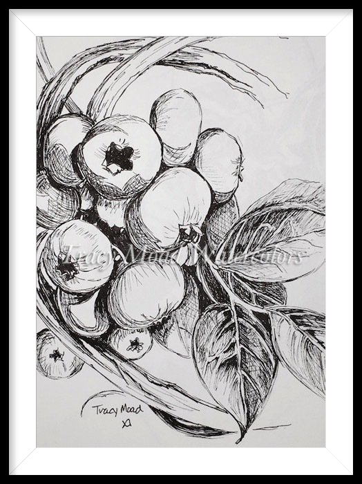 Ink drawing of blueberries on a branch, in a black and white frame.