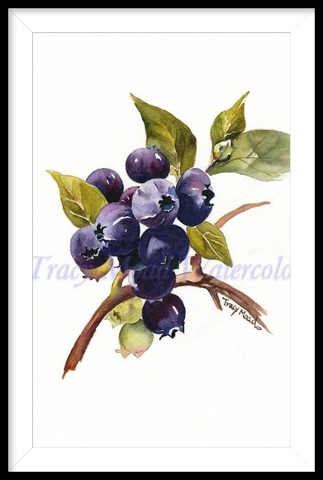 Watercolor painting of blueberries on a branch with green leaves, framed in black.