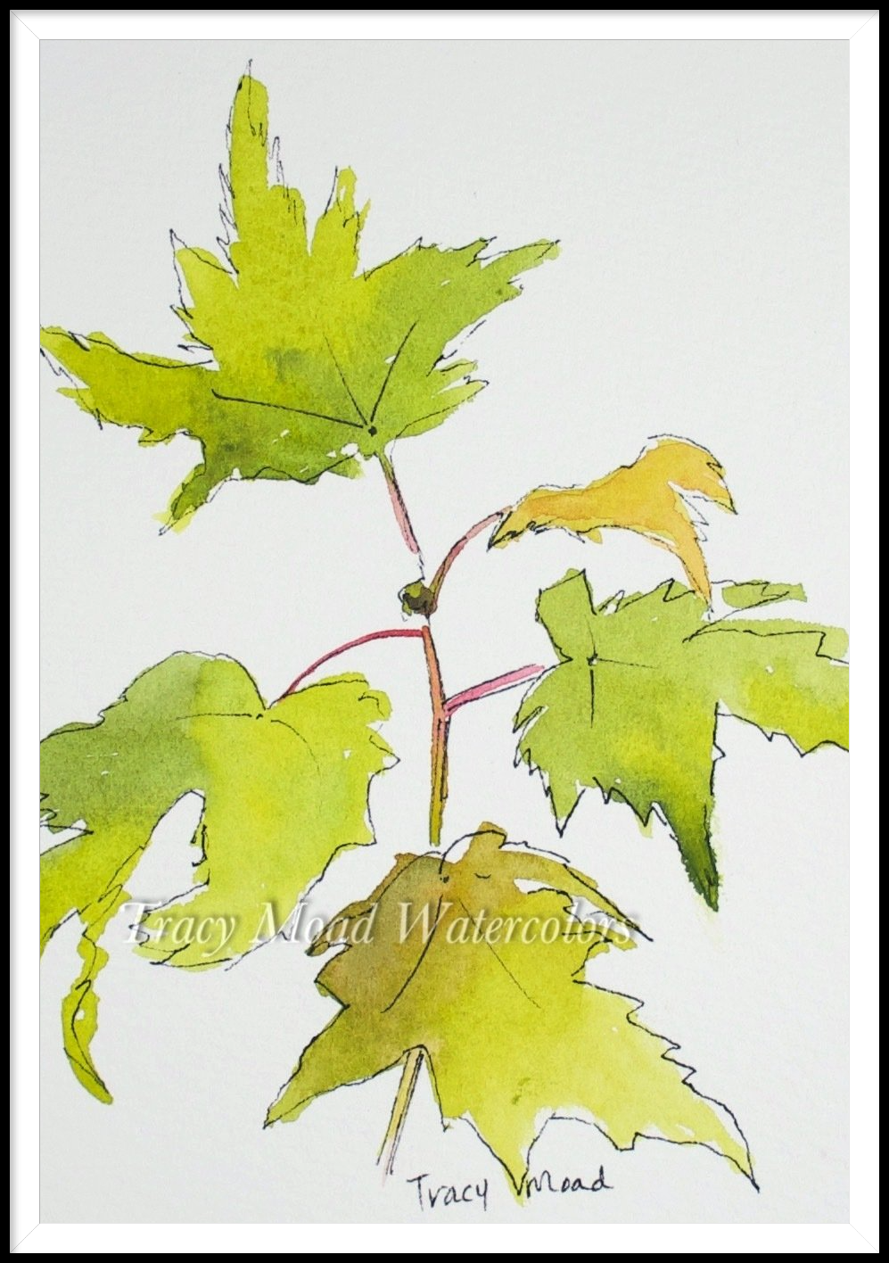 Watercolor painting of green maple leaves on a reddish stem against a white background.