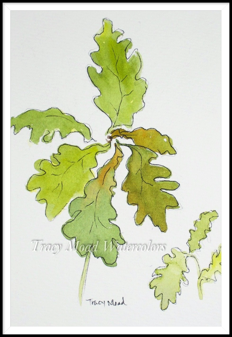 Watercolor of green oak leaves, outlined in black, against a white background.
