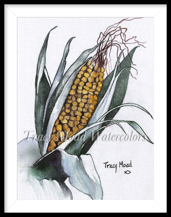 Watercolor illustration of corn on the cob, yellow kernels, green leaves, framed in white.