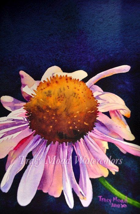 Watercolor painting of a purple coneflower against a dark blue background; flower petals lit from the side.