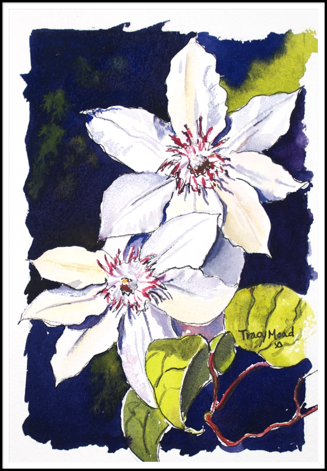 Two white clematis flowers with red centers, green leaves, and dark blue background.