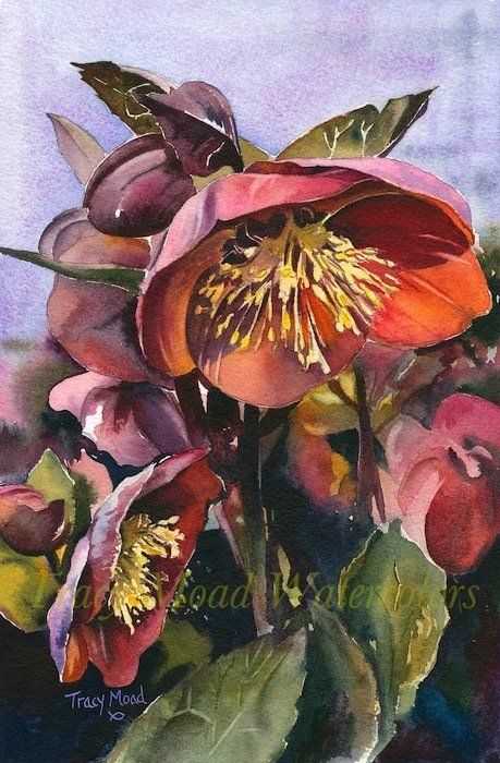 Watercolor painting of burgundy and yellow hellebore flowers, with green leaves, against a lavender background.