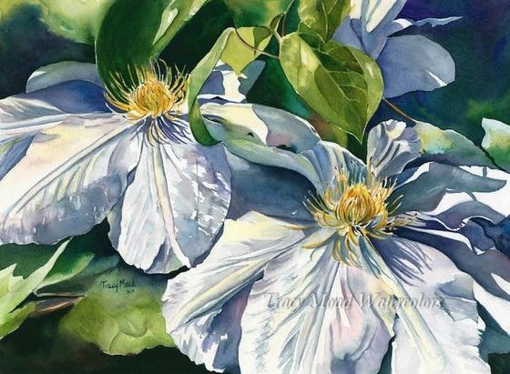 White clematis blossoms with yellow centers against green leaves, watercolor painting.