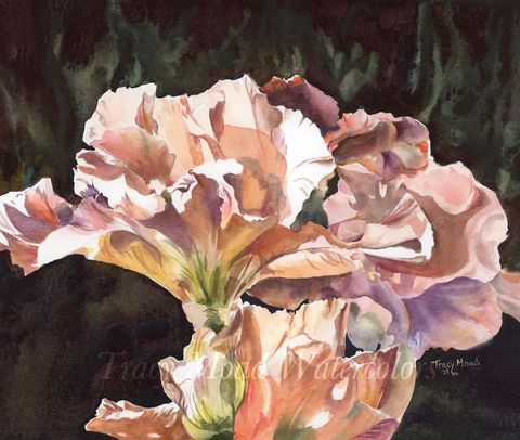 Watercolor painting of peach-colored iris flowers with ruffled petals against a dark green background.