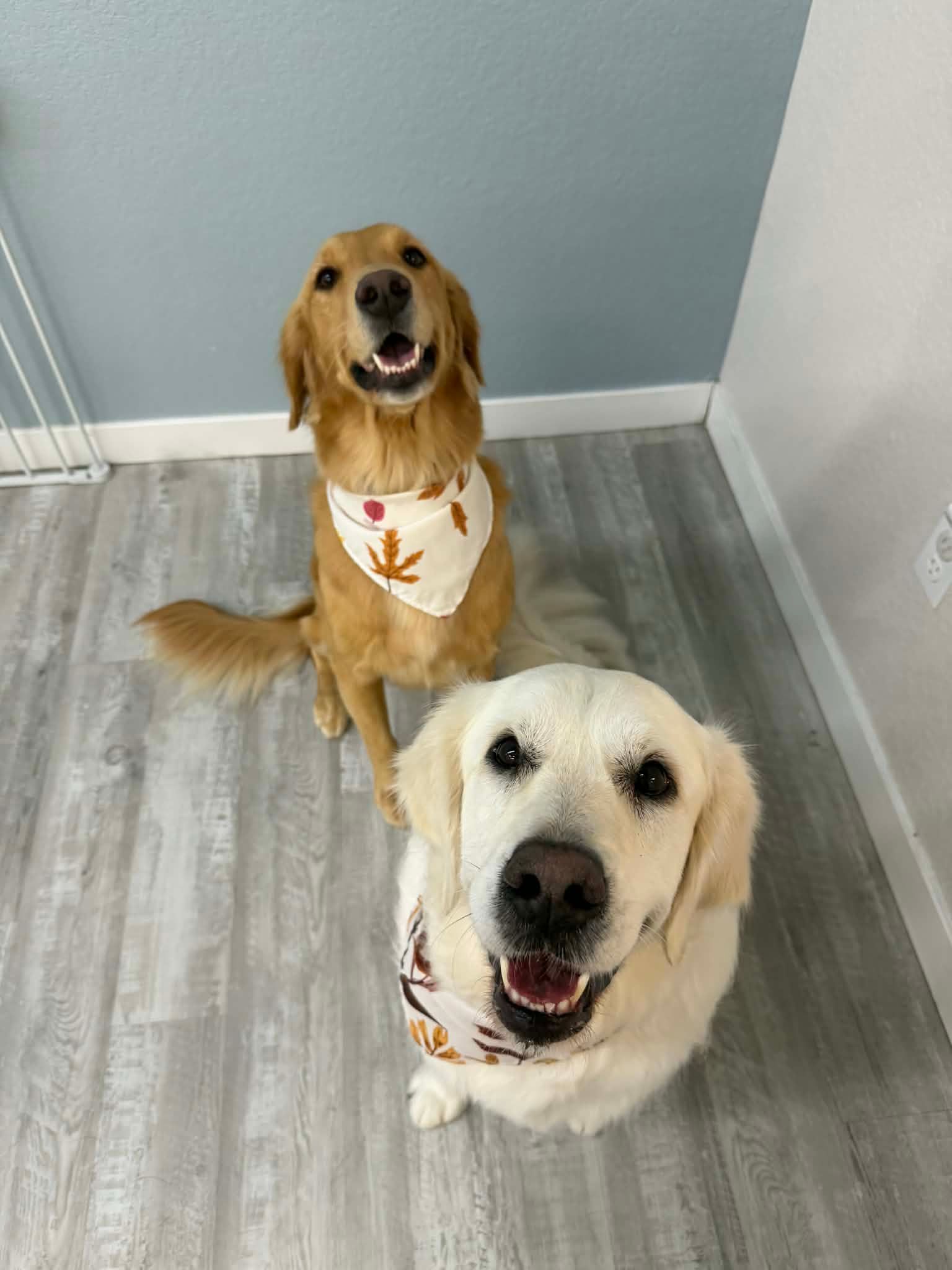 Two golden retrievers wearing bandanas looking up, sitting on a wood-look floor.