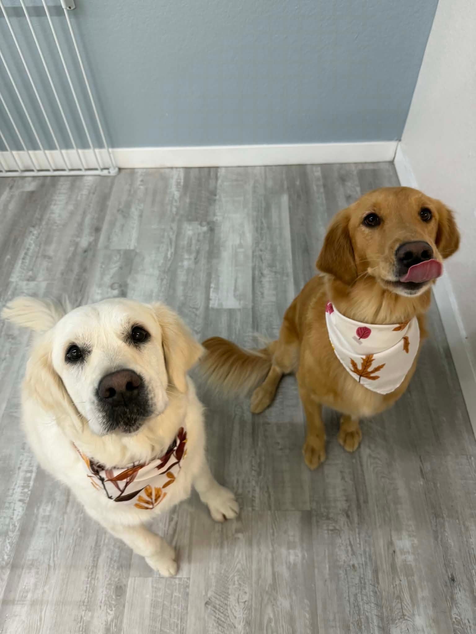 Two golden retrievers sit side-by-side, wearing bandanas, looking up with curious expressions.