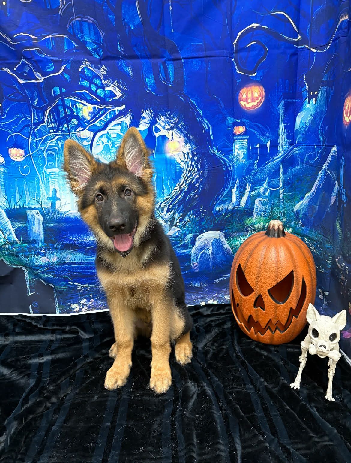 German Shepherd puppy in front of a Halloween backdrop with a carved pumpkin and skeleton.