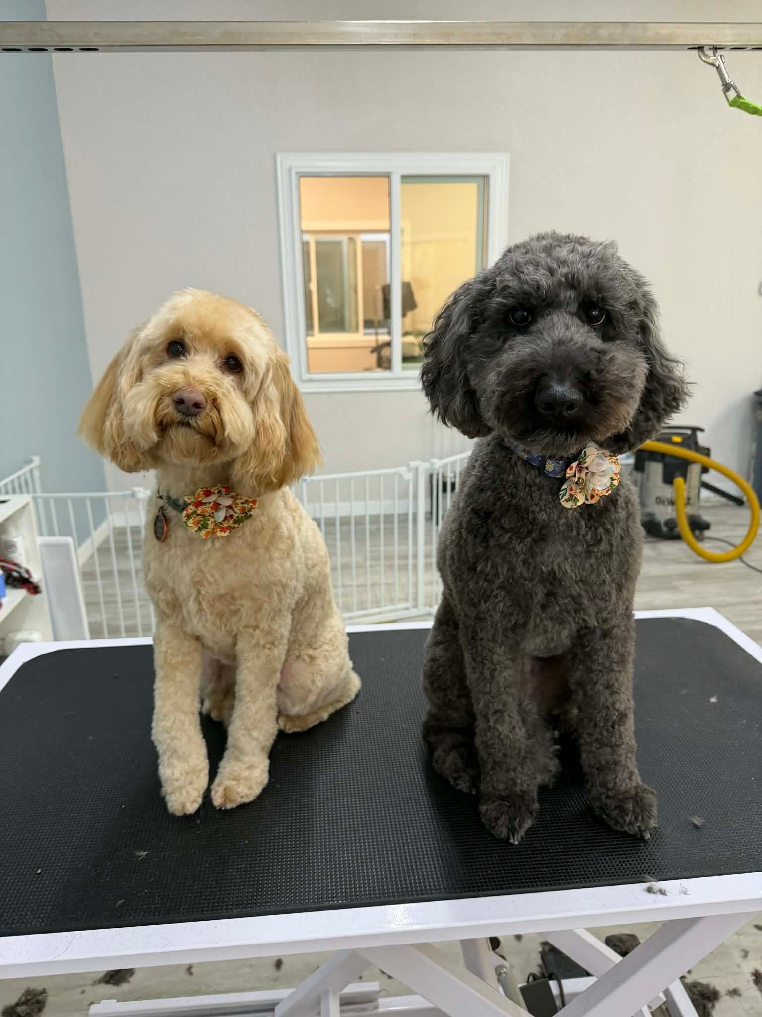 Two freshly groomed dogs, one tan, one gray, sitting side-by-side on a grooming table, both wearing bowties.