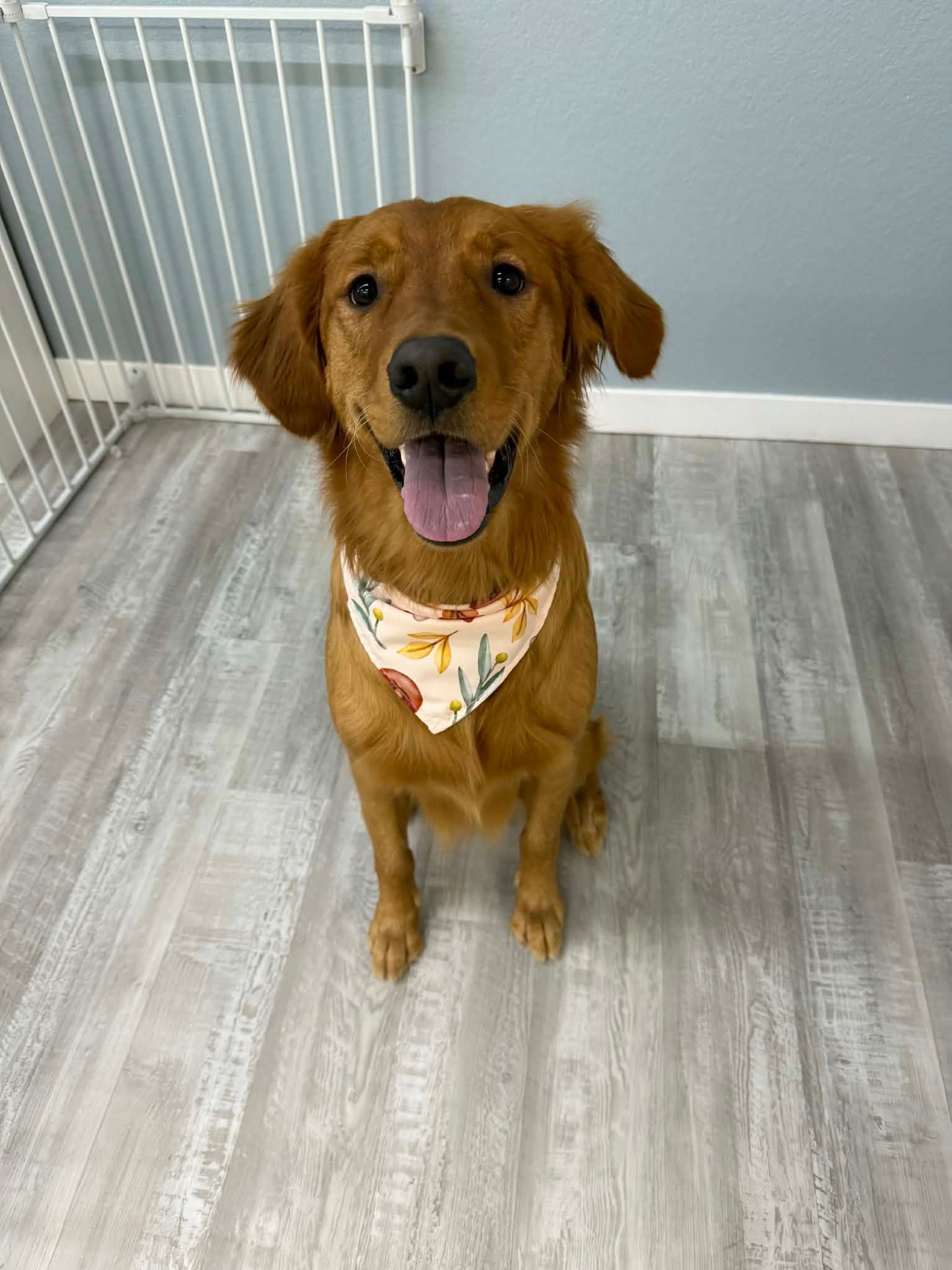 Golden retriever dog wearing a floral bandana, sitting on a wood-look floor, smiling.