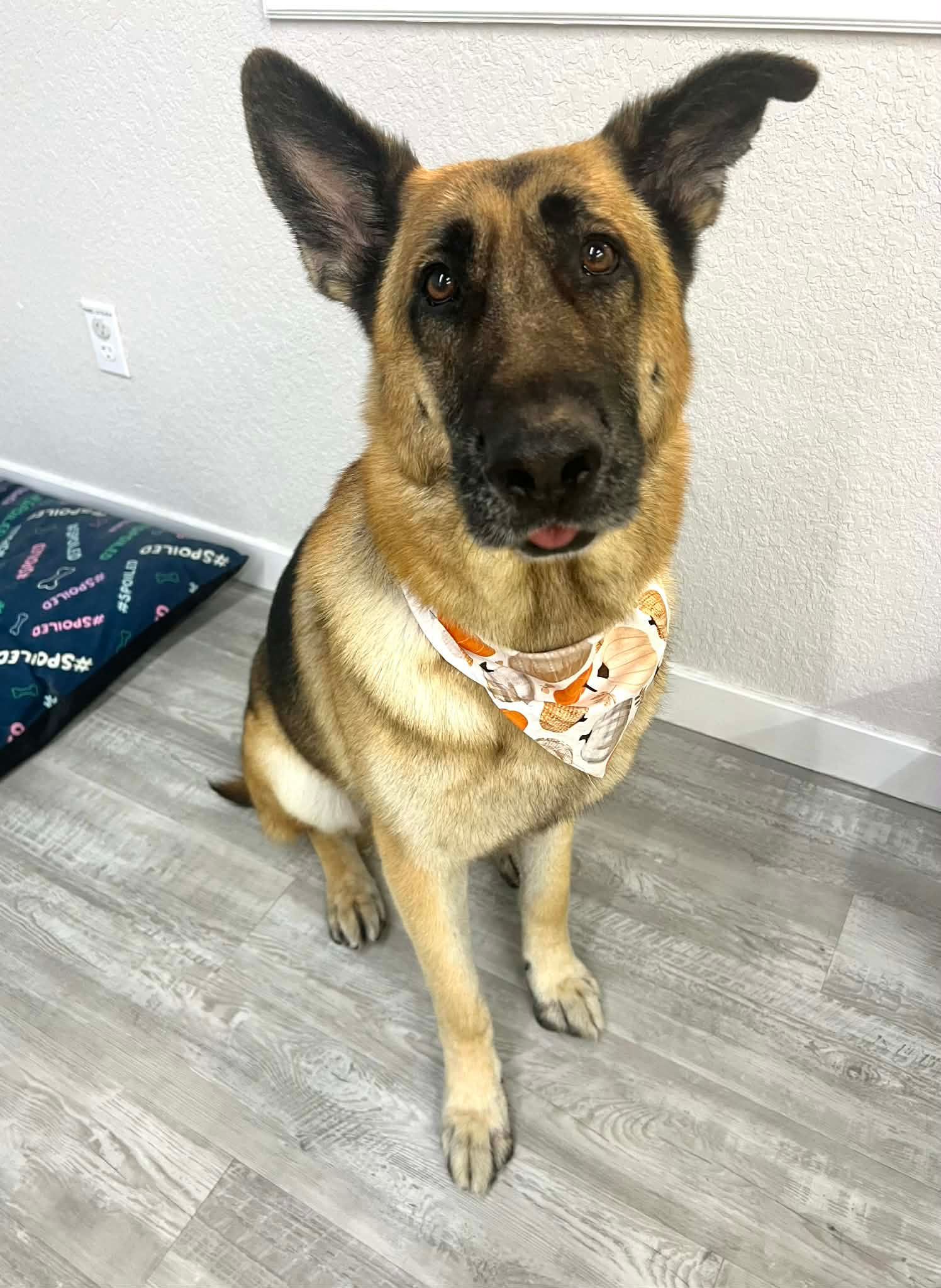 German Shepherd dog sitting, wearing a festive bandana. Light tan and black fur, indoors on wood floor.