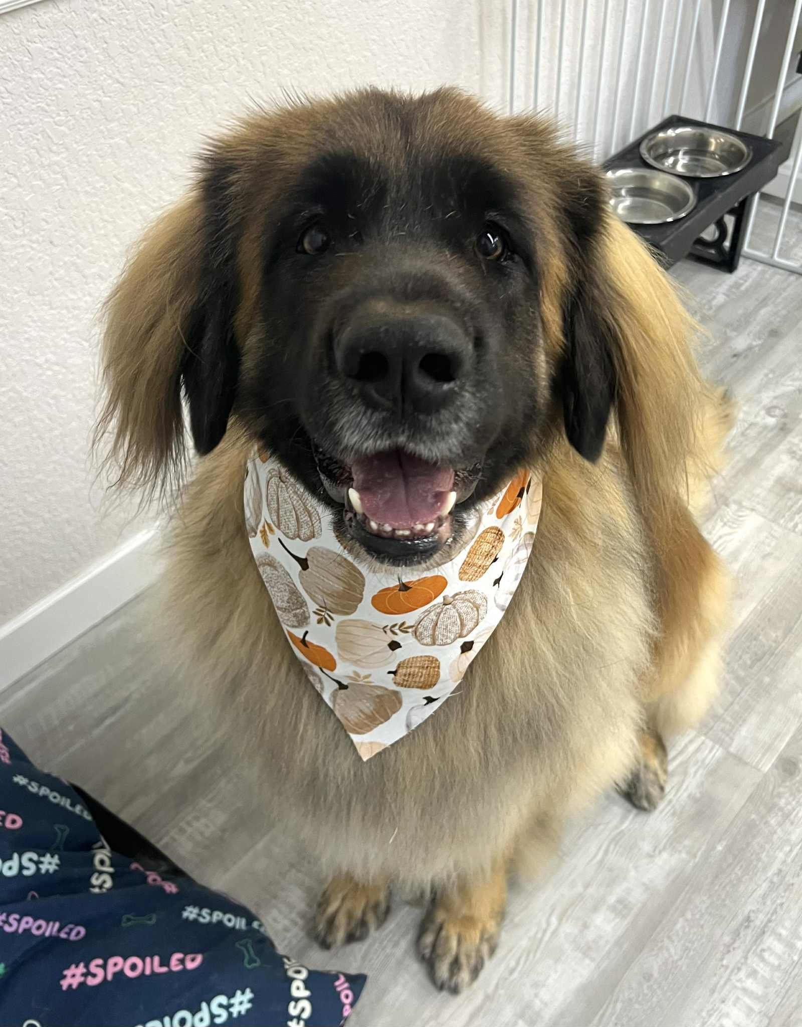 Fluffy, happy dog wearing a fall-themed bandana, sitting indoors near food bowls.