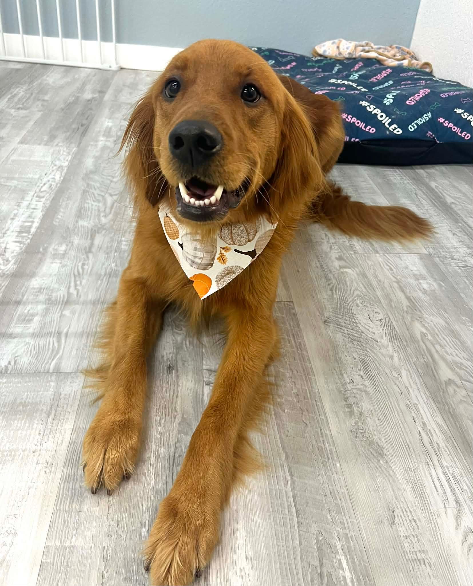 Golden retriever wearing a bandana, lying down with a happy expression on a light-colored floor.
