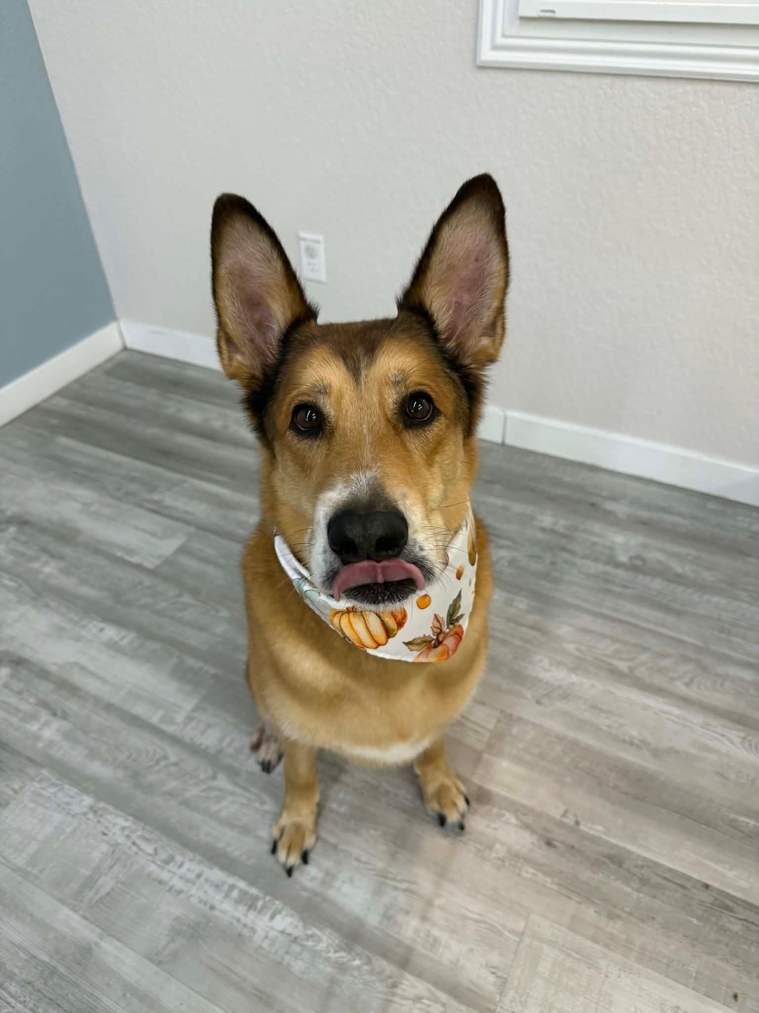 Dog with brown and tan fur, wearing a fall-themed bandana, sitting on a wood floor, sticking out its tongue.