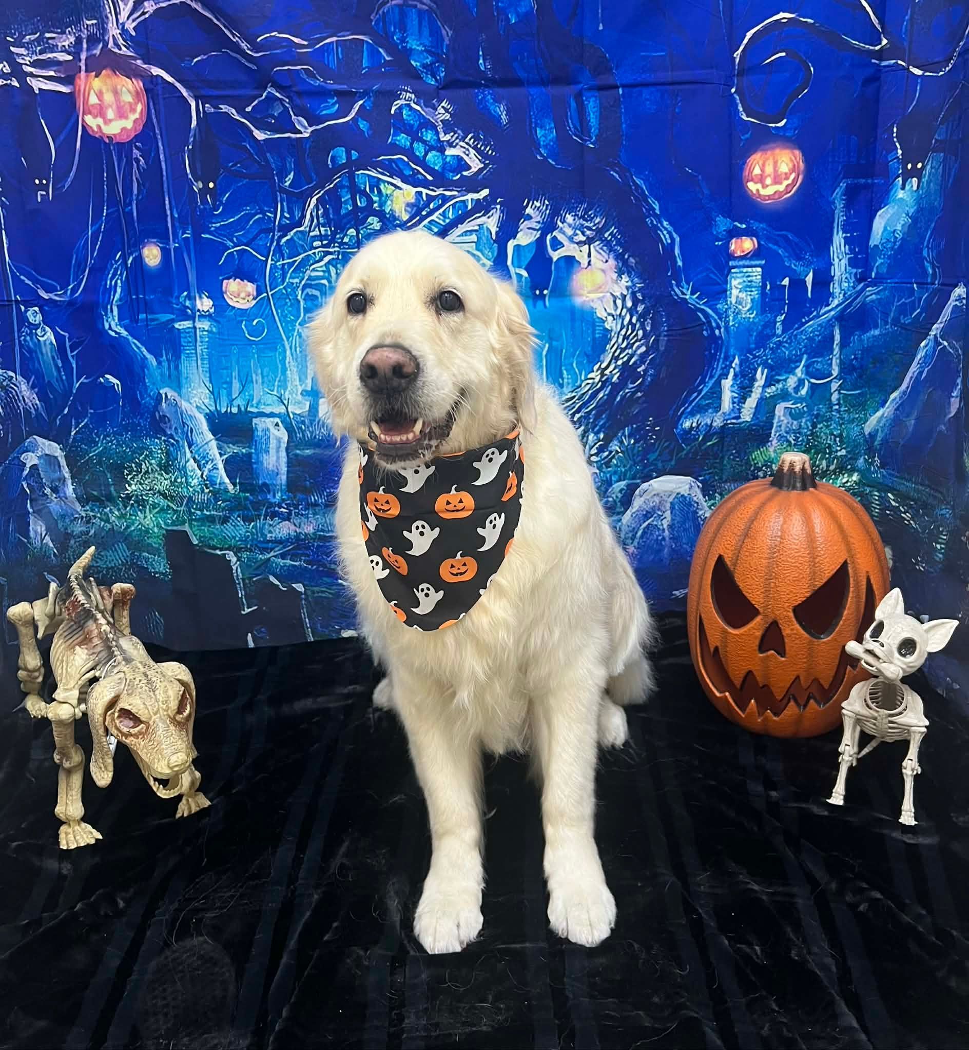Golden retriever wearing a Halloween bandana