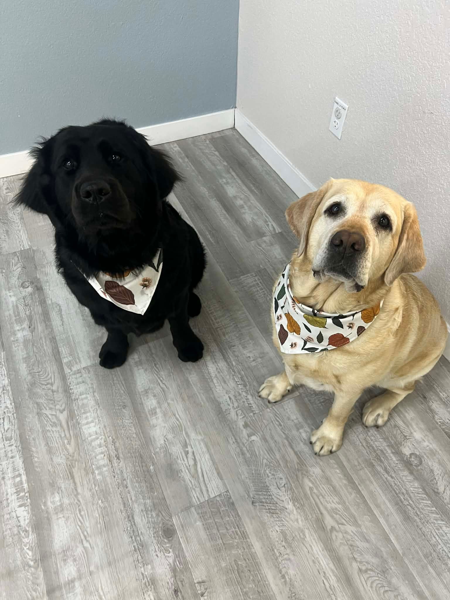 Two dogs wearing bandanas sit on a gray floor. One is black, the other is tan.