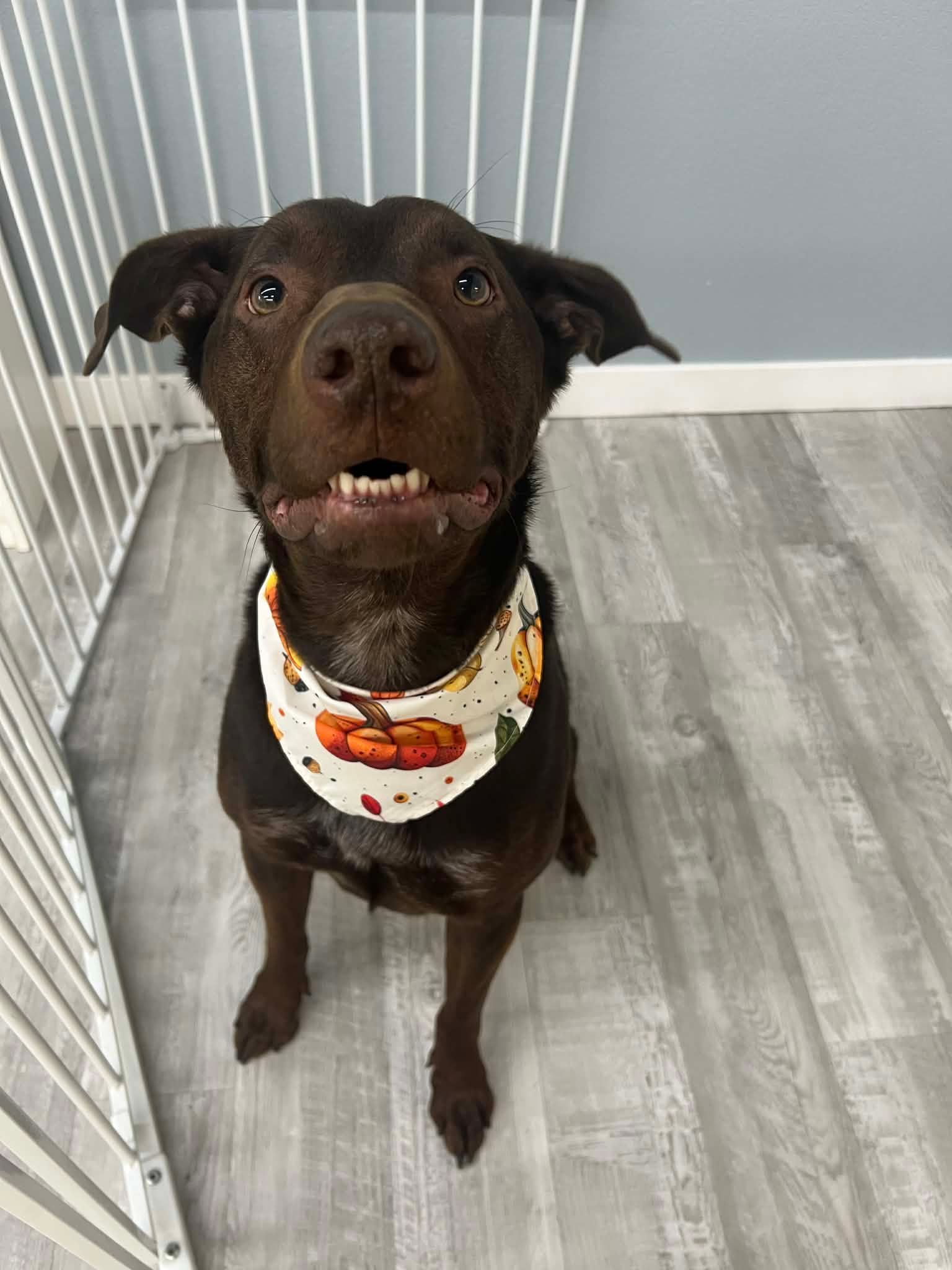 Brown dog with a fall-themed bandana, sitting, smiling, in a room with a gate.