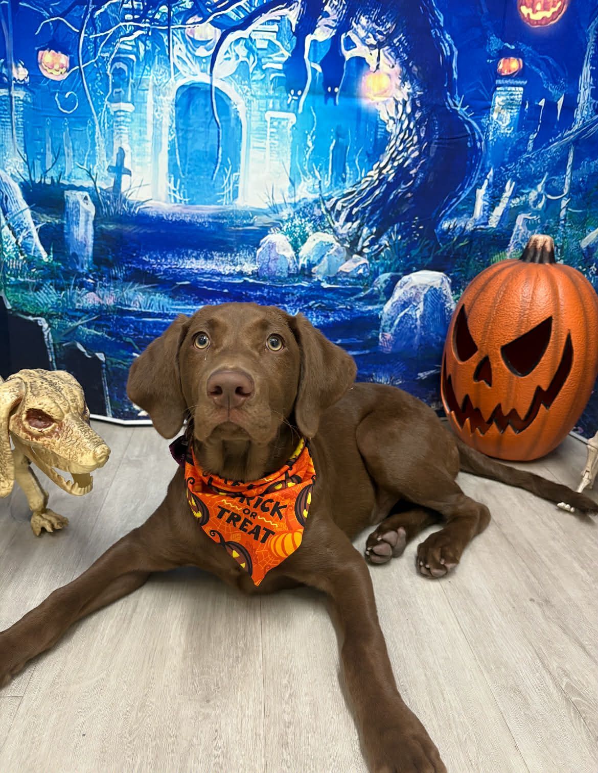 Brown dog wearing an orange