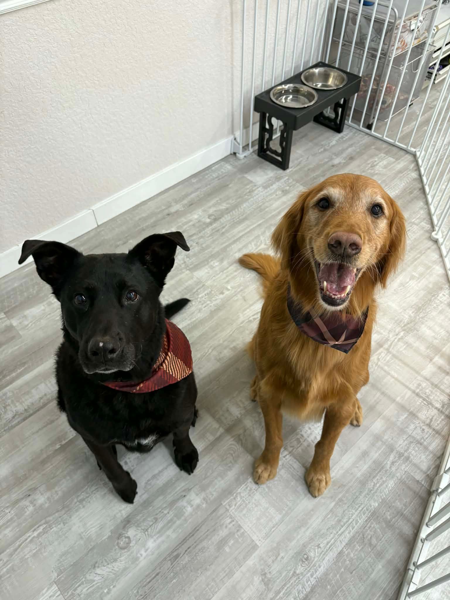 Two dogs with bandanas, one black, one golden, sit side-by-side near food bowls; both are smiling.