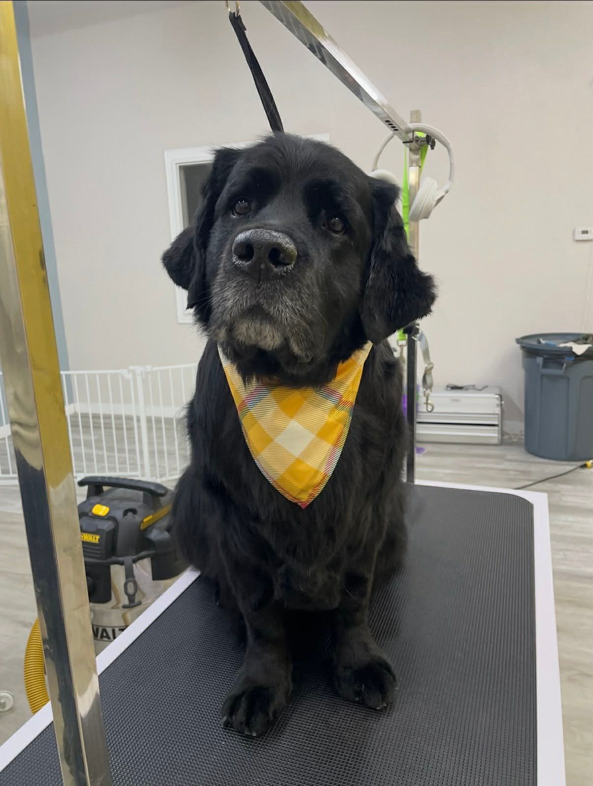 Black dog wearing a yellow bandana sits on grooming table, looking at the camera.