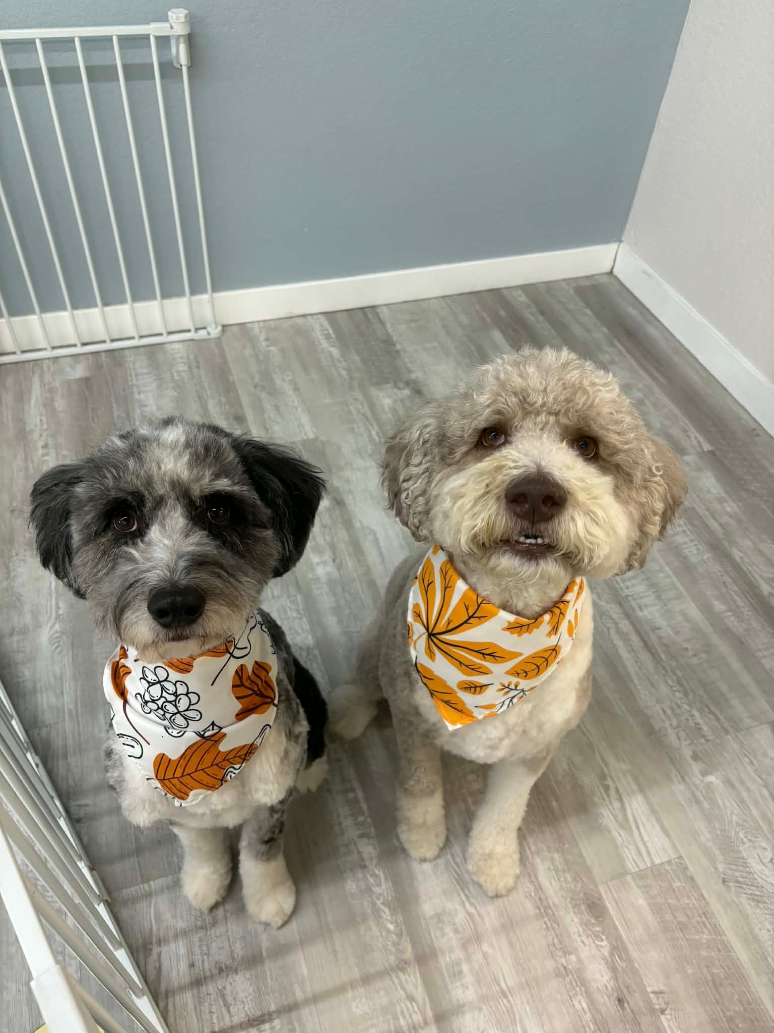 Two dogs, one gray and black, the other beige, wearing matching orange leaf bandanas, sitting on a wood-look floor.