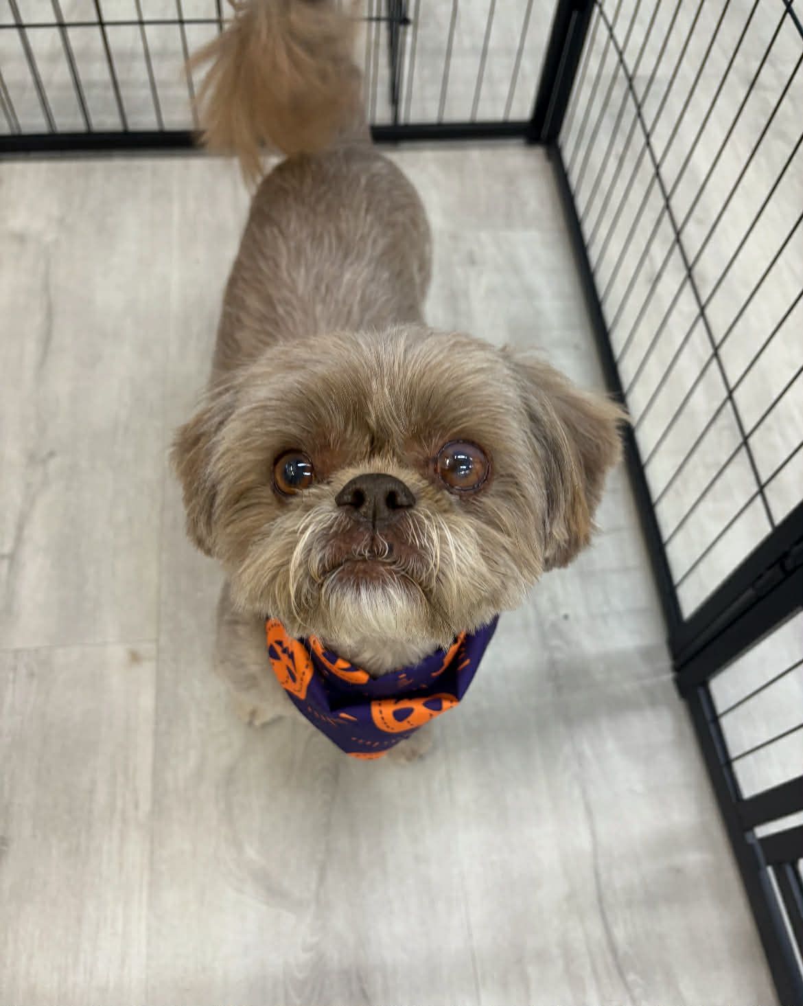 Brown Shih Tzu dog looking up, wearing Halloween bandana, inside a pen.