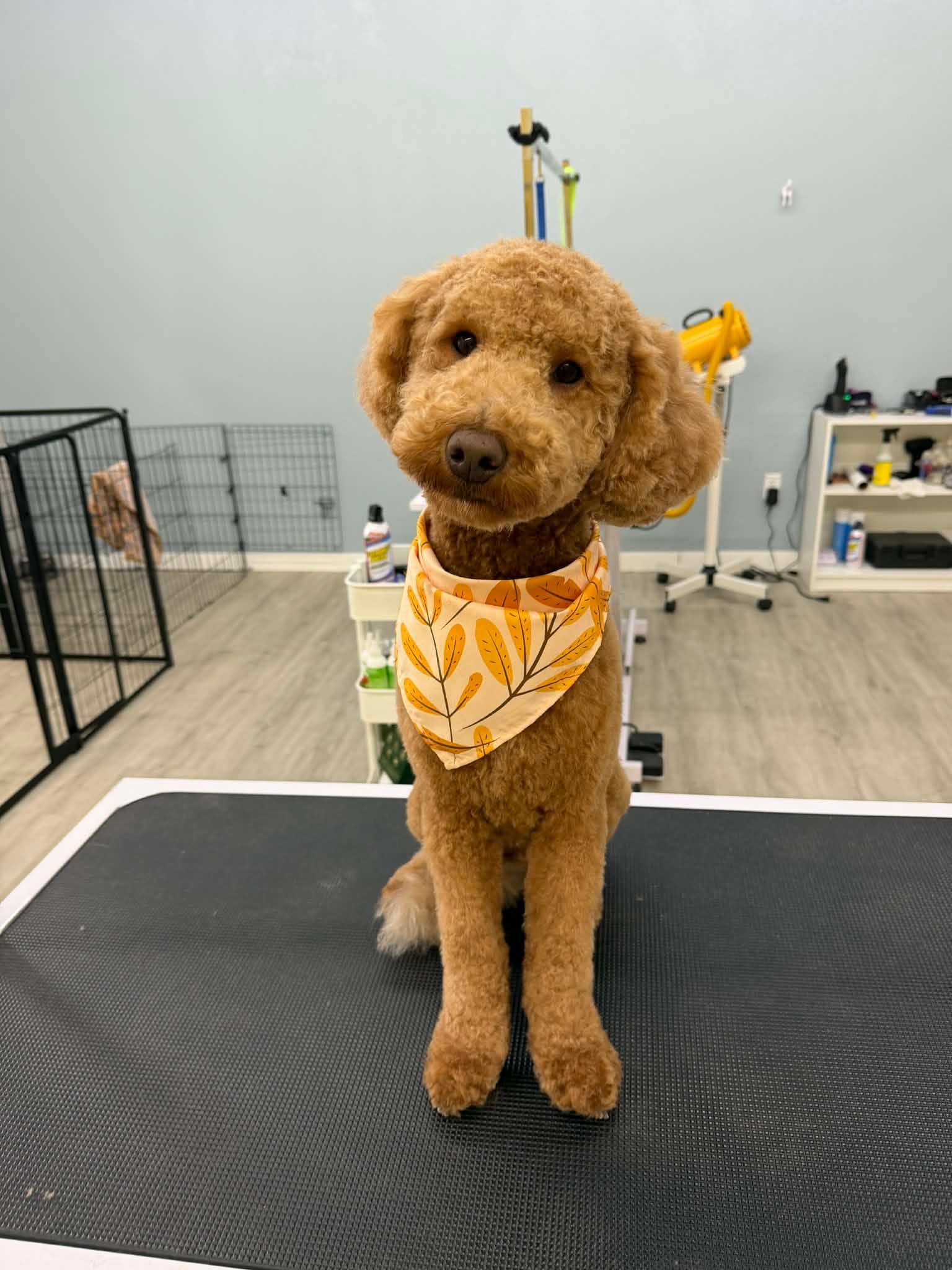 A fluffy brown dog with a carrot bandana sits on a grooming table. It looks directly at the camera.