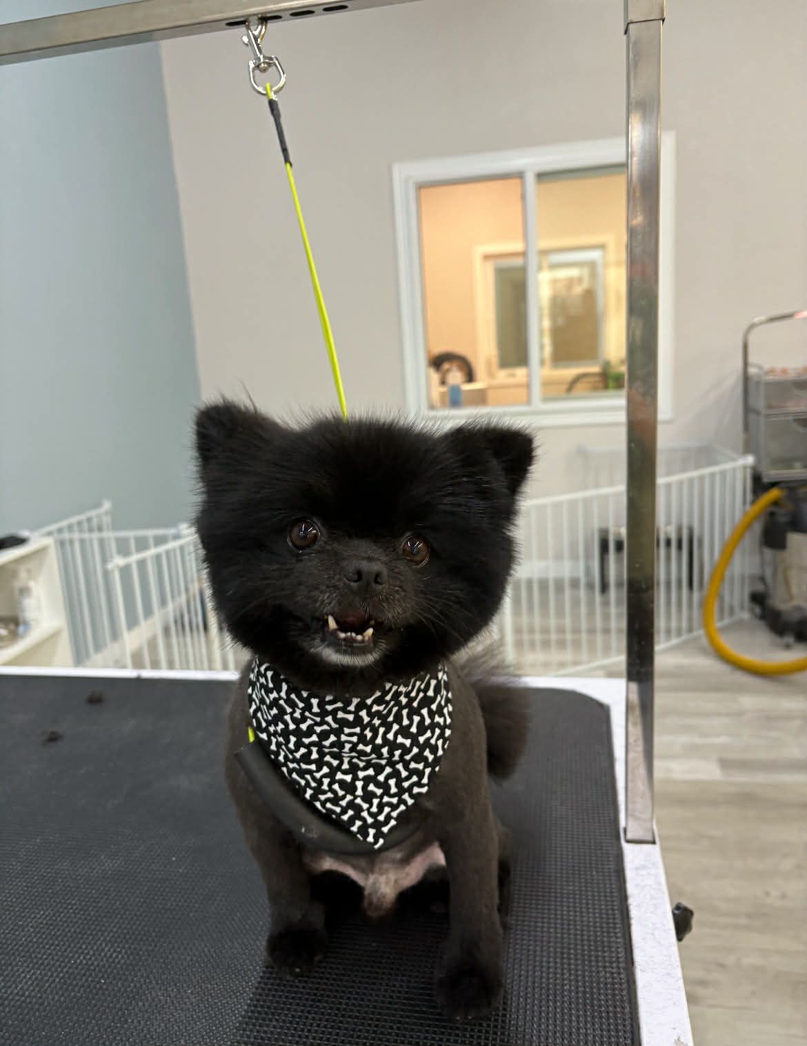 Black Pomeranian with a new haircut and patterned bandana, sitting on a grooming table.