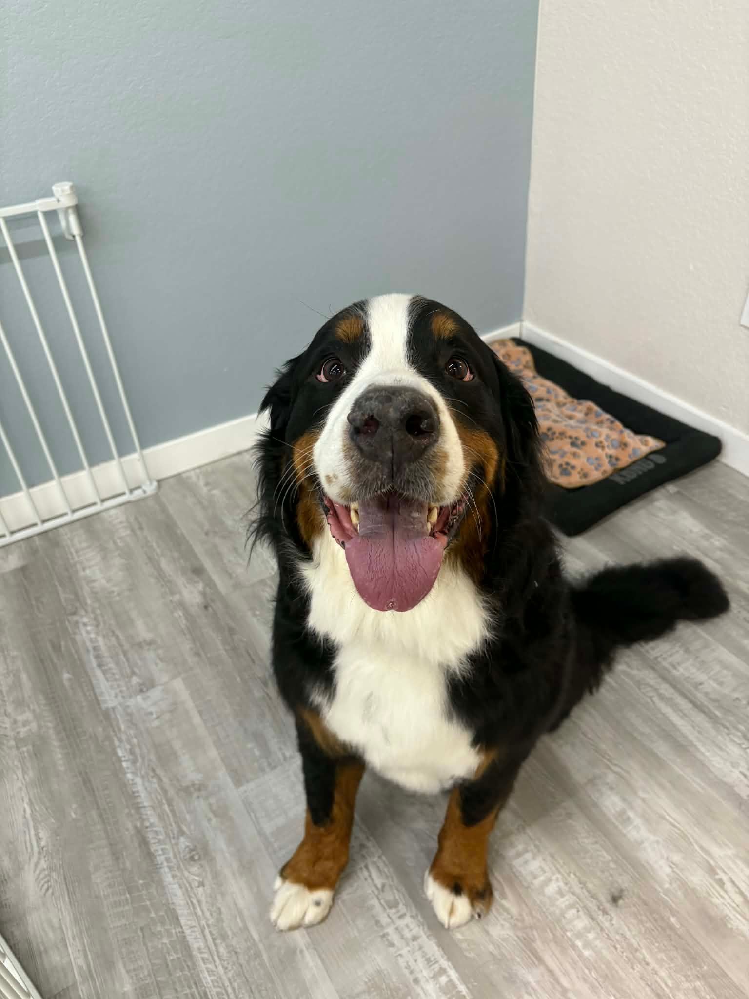 Bernese mountain dog with black, white, and brown fur sits on a wood floor, smiling with its tongue out.