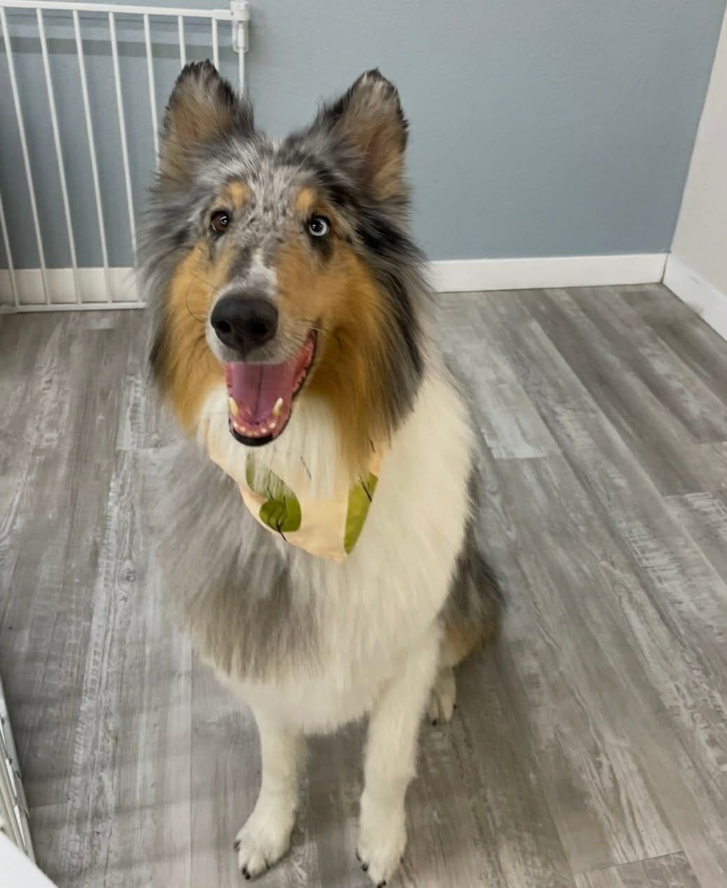 Collie dog with blue merle fur, wearing a bandana, sitting and smiling.