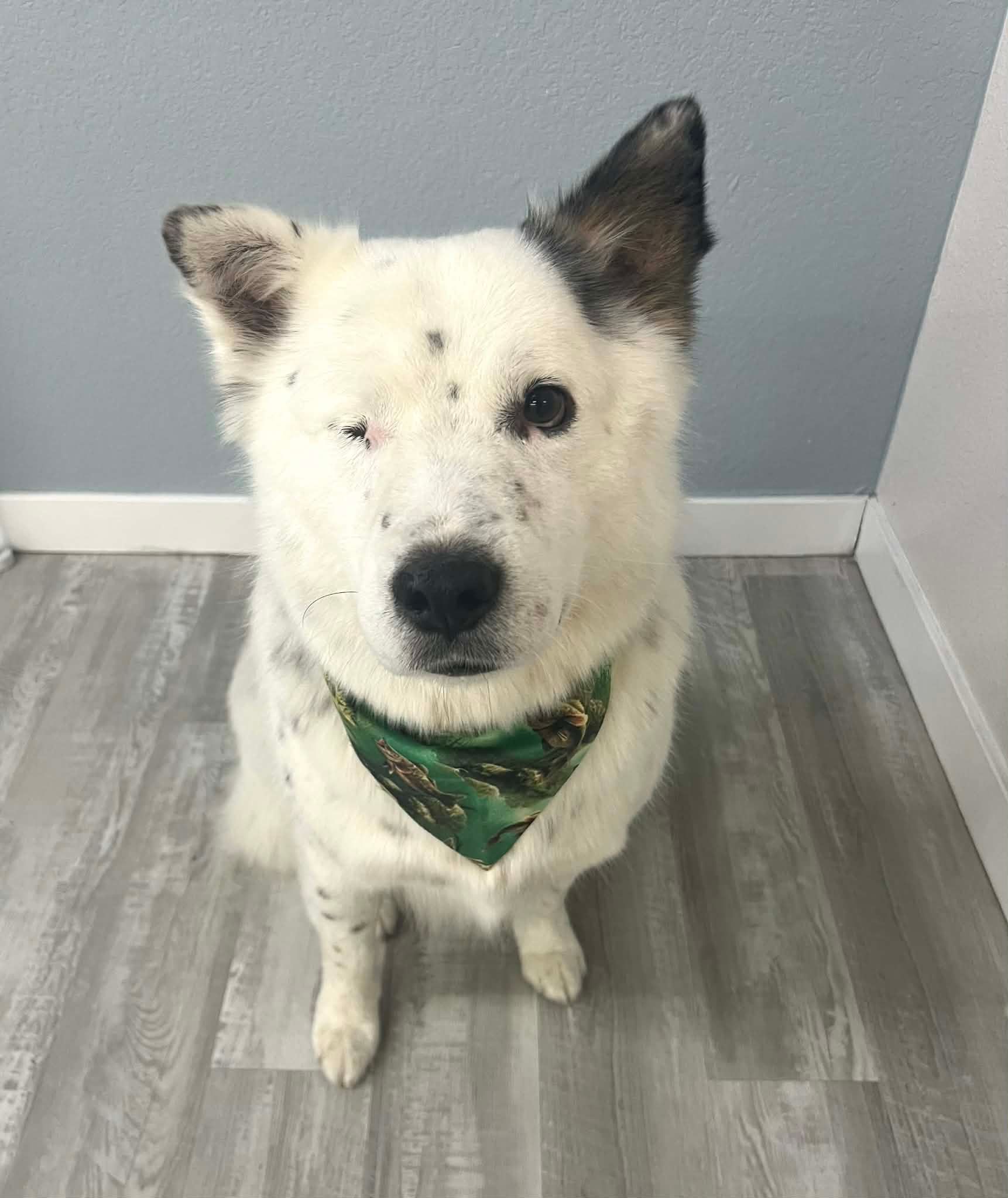 White dog with one eye, wearing a green bandana, sitting on a light gray floor. One ear is black.