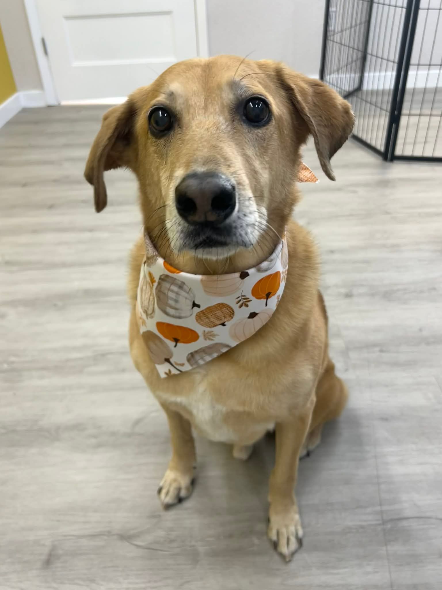 Tan dog with a pumpkin-print bandana sits on a light wooden floor, looking directly at the viewer.