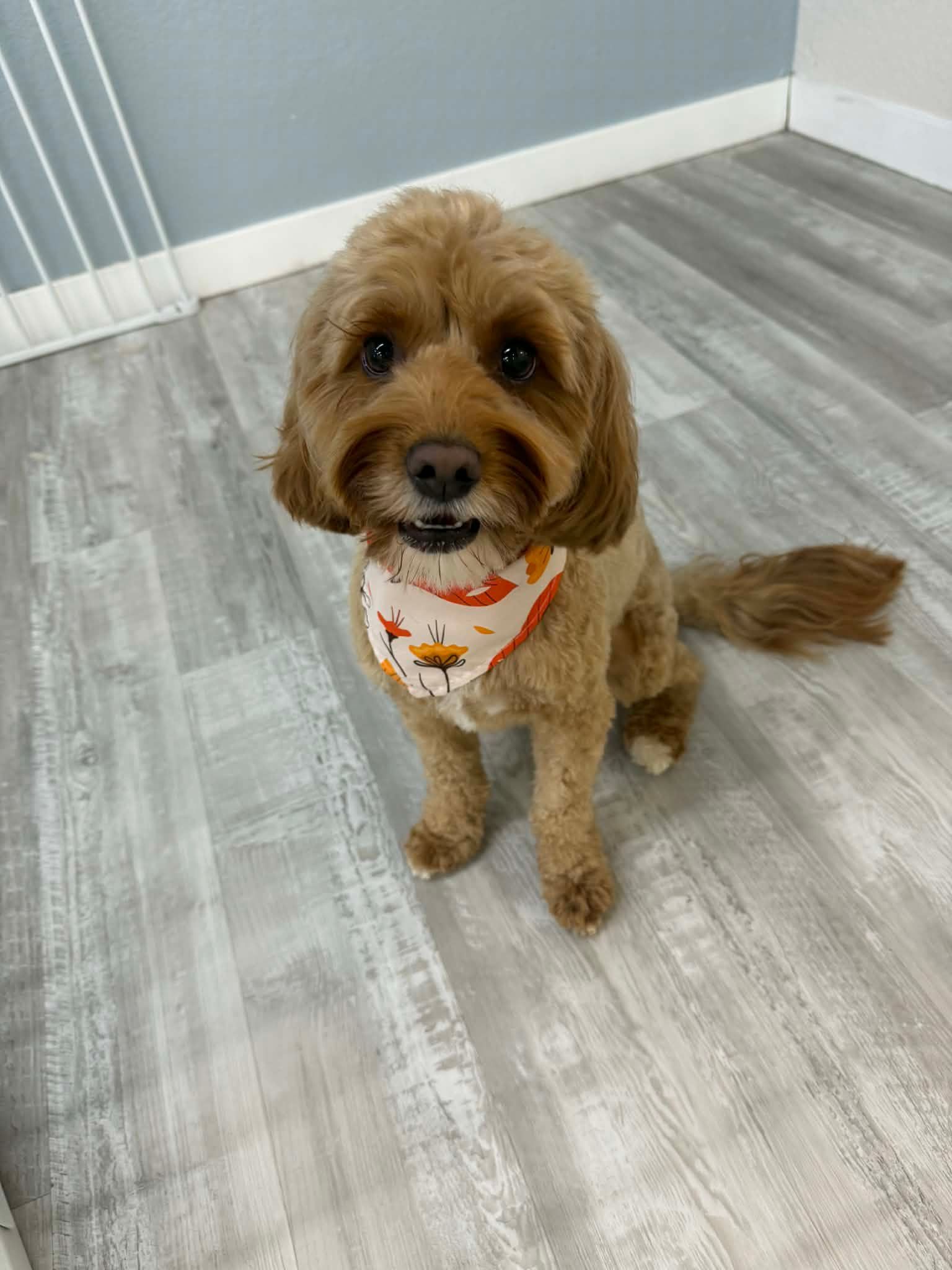 Brown dog with a bandana sitting on a gray floor, looking at the camera.