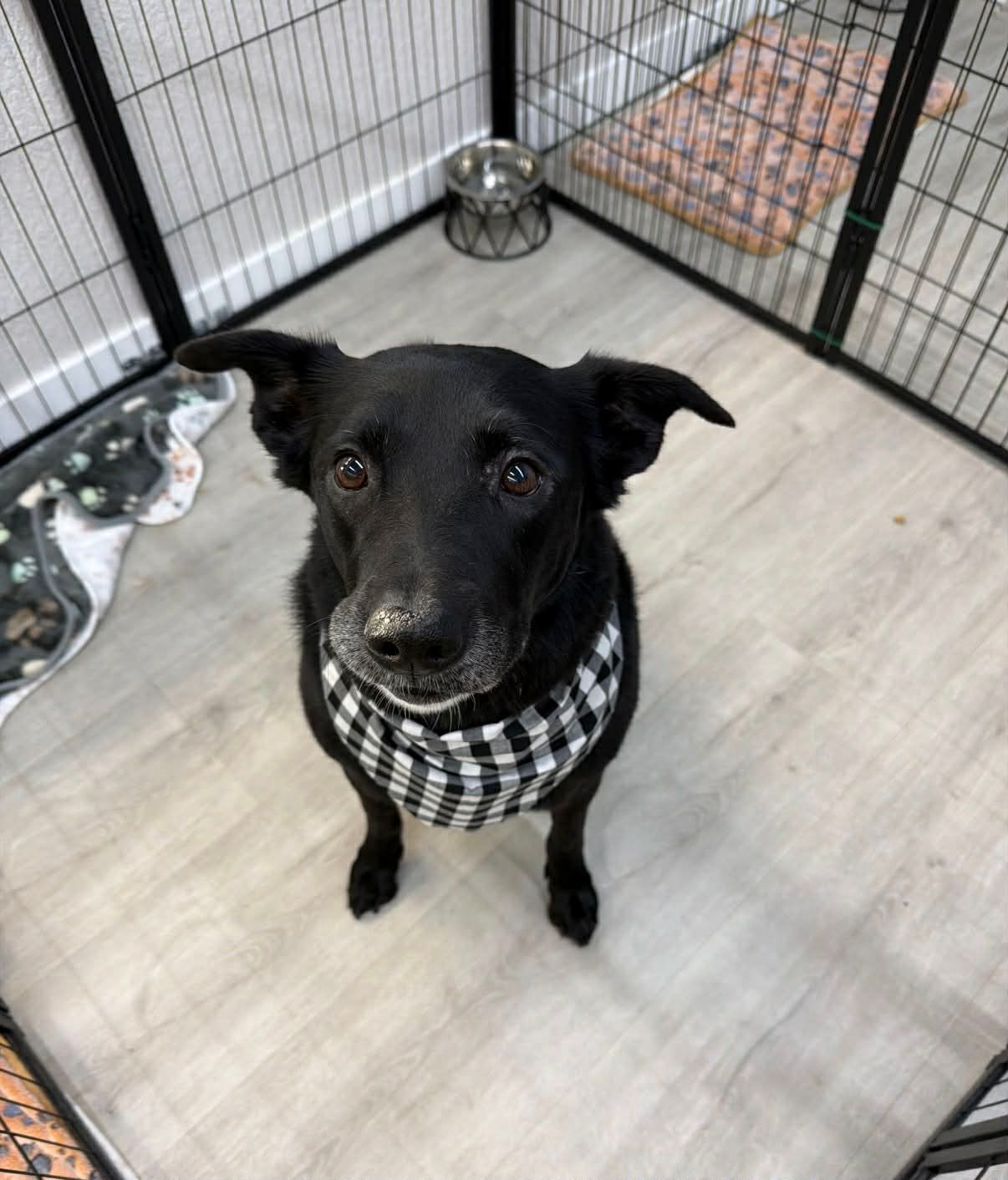 Black dog with a checkered bandana sitting in a pen, looking up.