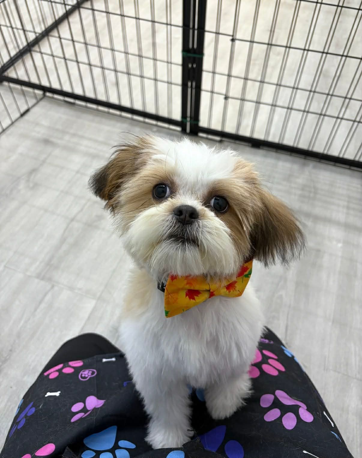 Shih Tzu puppy with brown and white fur, wearing a bow tie, sitting on a lap.