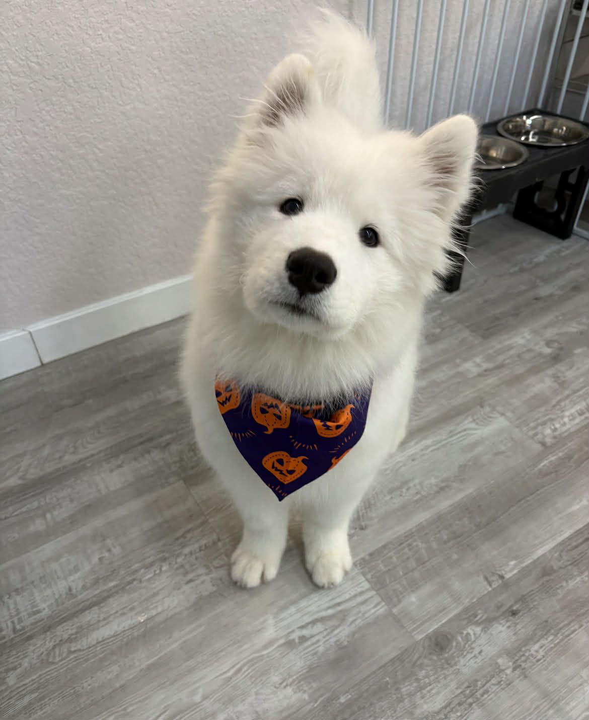 White fluffy dog with black nose and Halloween bandana, standing on gray wood floor.