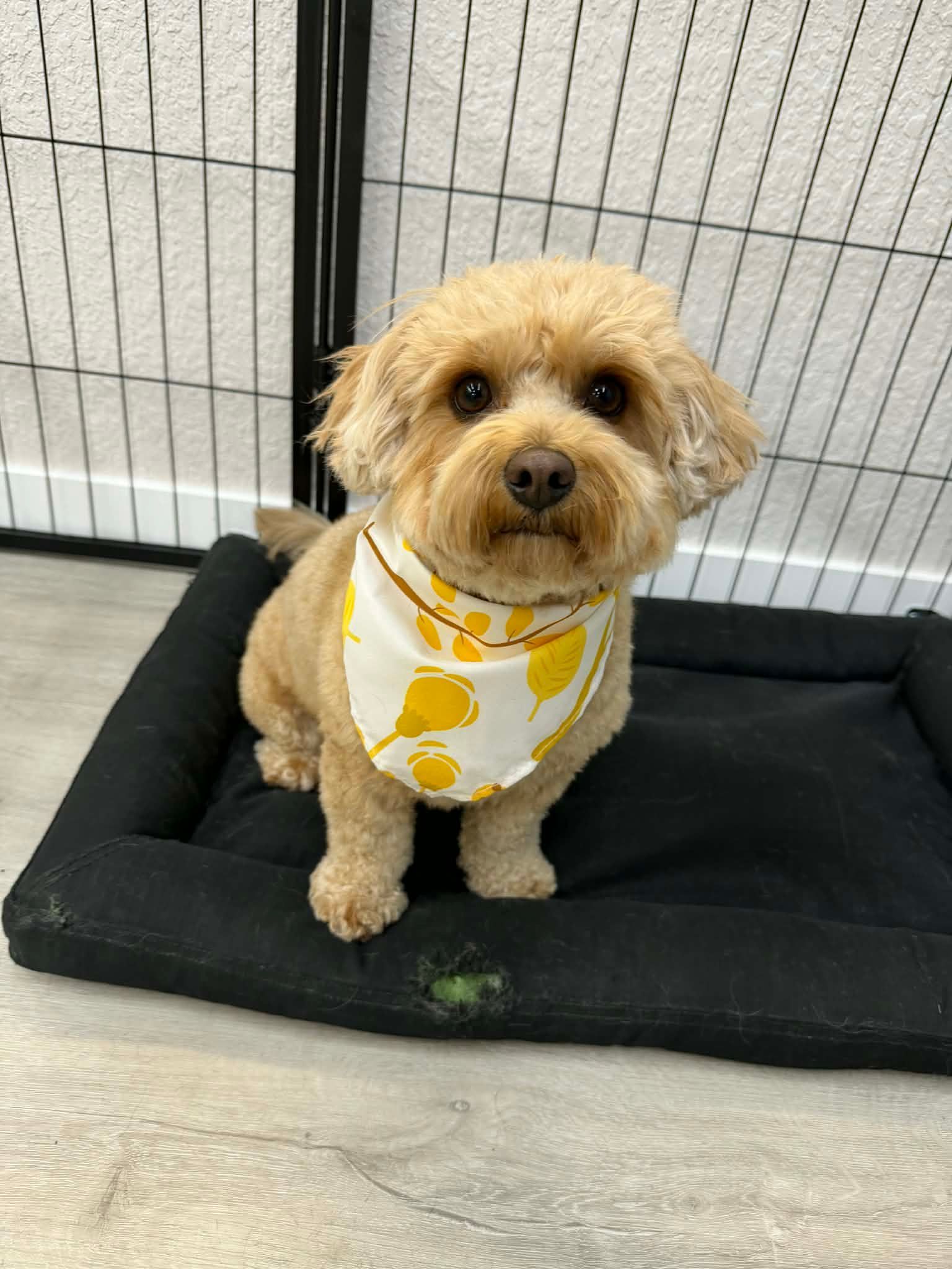 Tan dog with a yellow bandana, sitting on a black dog bed.